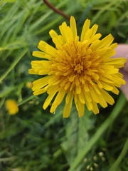 Taraxacum officinale