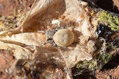 Stegodyphus tentoriicola