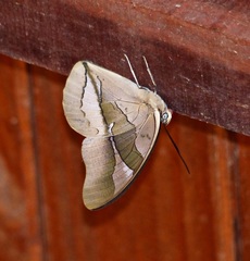 Archaeoprepona chalciope