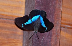 Archaeoprepona chalciope