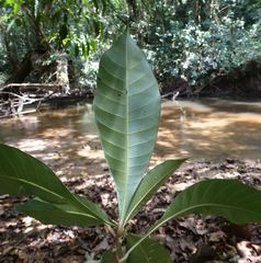 Synsepalum brevipes