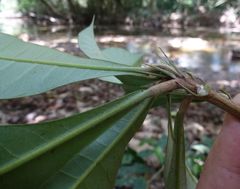 Synsepalum brevipes