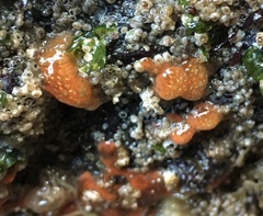 Holozoidae