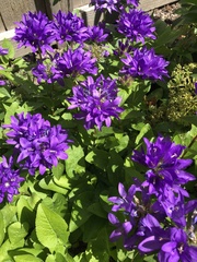 Campanula glomerata