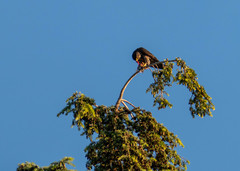 Falco columbarius suckleyi