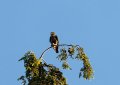 Falco columbarius suckleyi