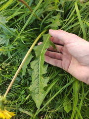 Taraxacum officinale