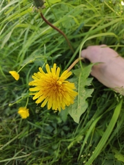 Taraxacum officinale