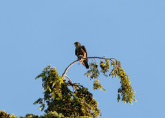 Falco columbarius suckleyi