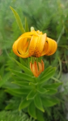Lilium carniolicum