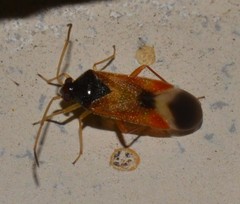 Ceratocapsus apicalis