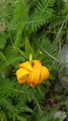 Lilium carniolicum