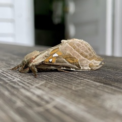 Sthenopis argenteomaculatus