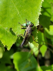 Pamponerus germanicus