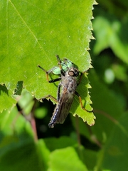 Pamponerus germanicus