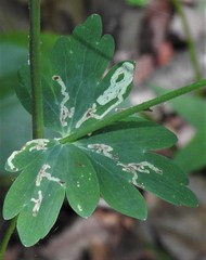 Phytomyza minuscula group