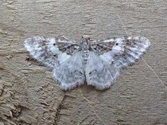 Hydrelia condensata