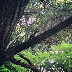 Dendrocopos syriacus