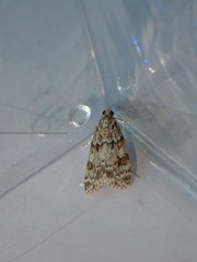 Scoparia basistrigalis