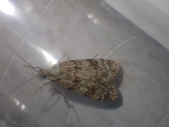 Scoparia basistrigalis