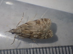 Scoparia basistrigalis