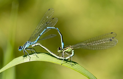 Coenagrion puella