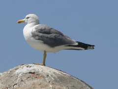 Larus michahellis