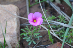 Oxalis glabra