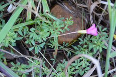 Oxalis glabra