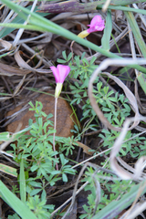Oxalis glabra