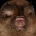 Cantor's Roundleaf Bat - Photo (c) Manuel Ruedi, some rights reserved (CC BY-NC), uploaded by Manuel Ruedi