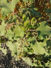 Xanthium strumarium