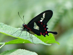 Parides agavus