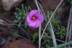 Oxalis glabra