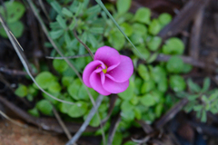 Oxalis glabra