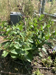 Hylotelephium maximum