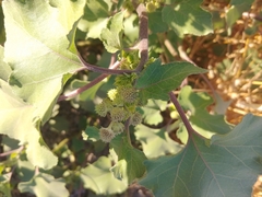 Xanthium strumarium