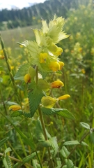Rhinanthus alectorolophus