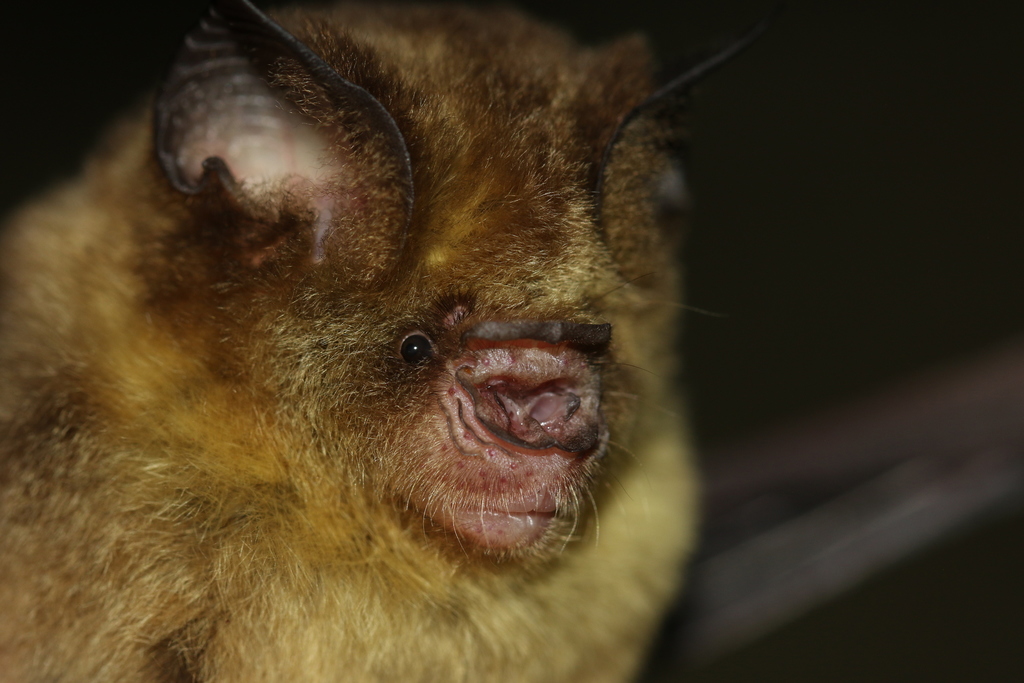 Fawn-Colored Leaf-Nosed Bat