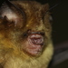 Fawn Roundleaf Bat - Photo (c) Manuel Ruedi, some rights reserved (CC BY-NC), uploaded by Manuel Ruedi