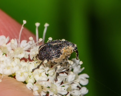 Mononychus vulpeculus