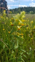 Rhinanthus alectorolophus