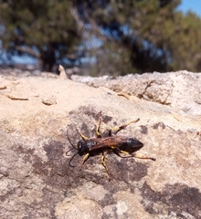 Sceliphron destillatorium