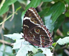 Morpho helenor achillides