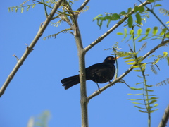 Turdus merula