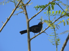 Turdus merula