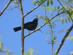 Turdus merula