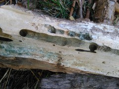 Xylocopa splendidula