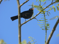 Turdus merula