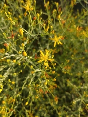 Hypericum triquetrifolium